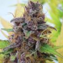 Gelato Auto 5pk + 2 free